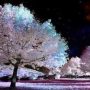 Hz Muhammed – Altı şey güzeldir. Onların altı şahısta bulunması daha güzeldir: