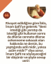 Sarı (85)