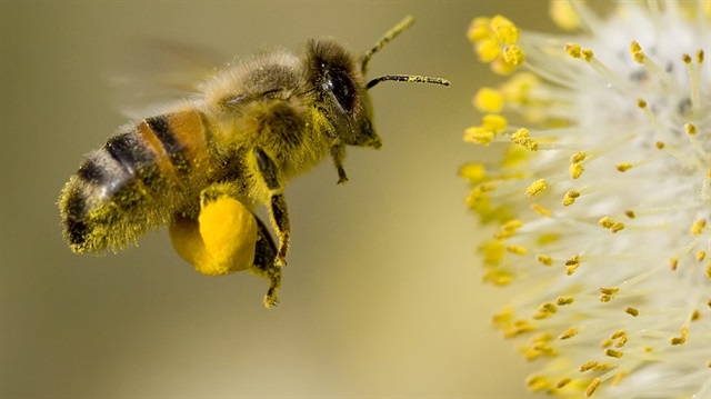 Arılar nasıl bal yapar?